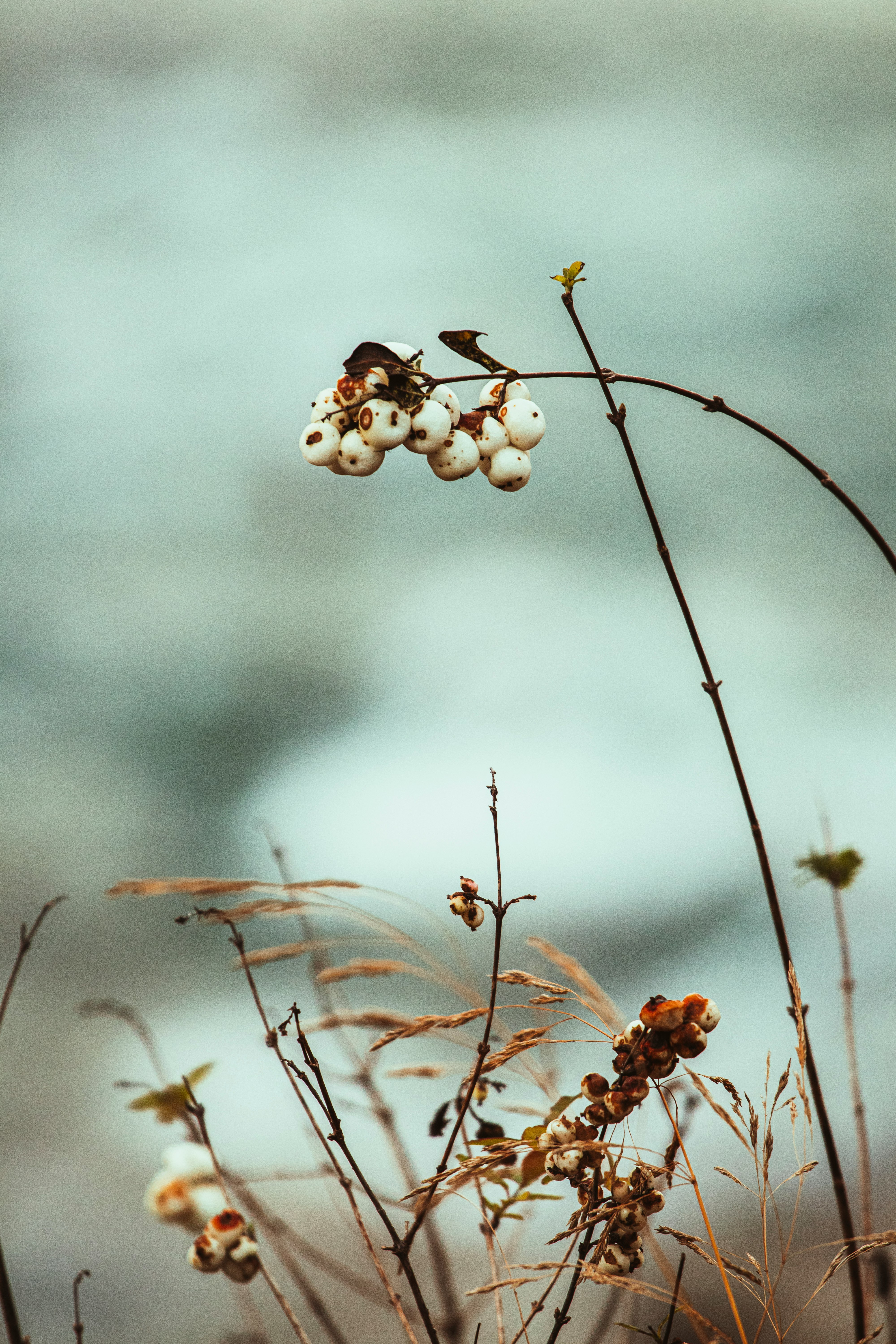 brown and white flower buds in tilt shift lens